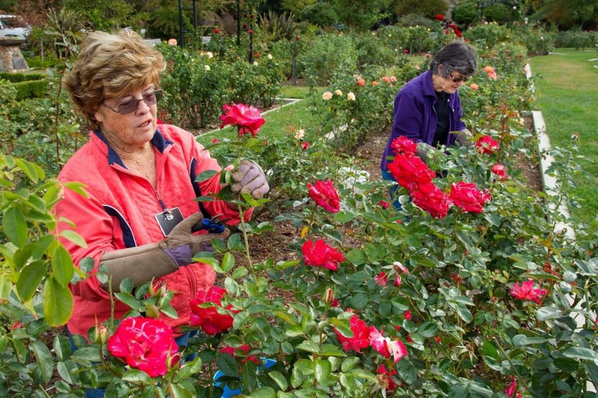Volunteers Carolyn Shadinger, left, and Marilyn Hawes prune roses in the McKinley Park memorial rose garden in 2016. 