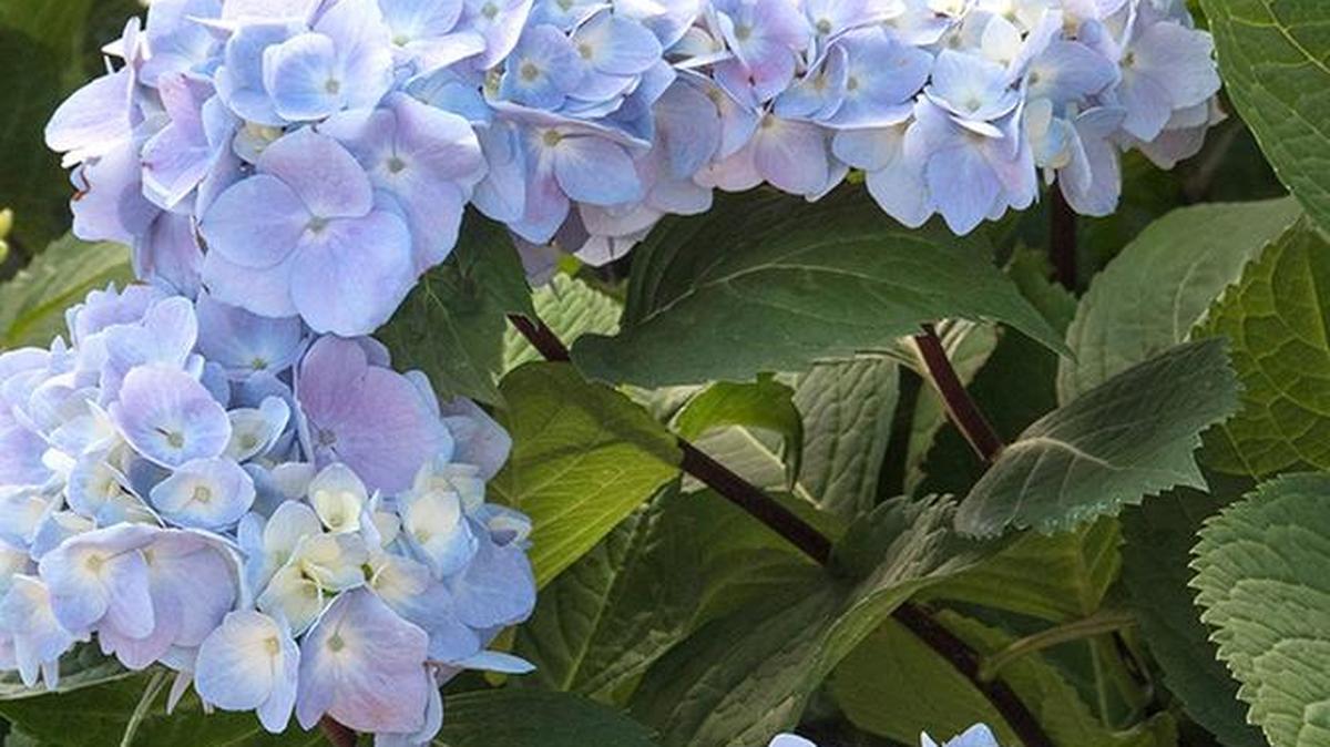 Blue Enchantress is a reblooming hydrangea with blue-black stems.