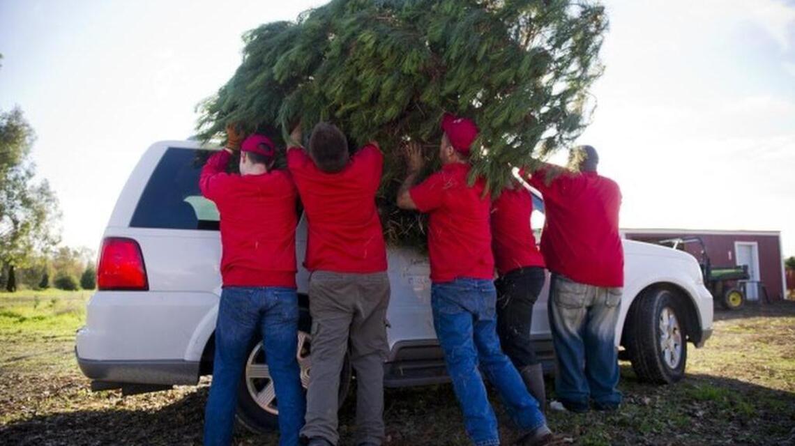 Where to cut your Christmas tree, fresh from the farm