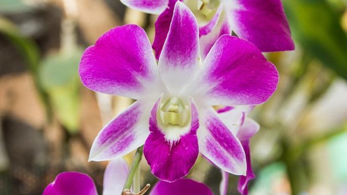 
Exotic Plants in Sacramento is hosting an orchid care and arrangement workshop this afternoon.
