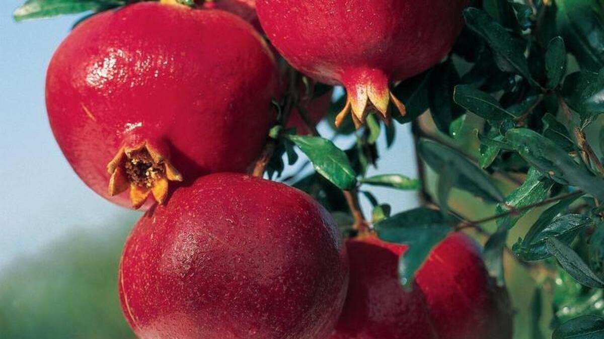 Jeanne Cunningham, a volunteer at Sacramento Tree Foundation, says pomegranate trees do well in low-water landscapes, and they bloom heavily in spring, adding color to yards. Cunningham irrigates most of her yard twice a week via a drip system, and she waters her trees deeply every other week.