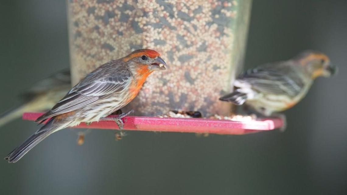 Finches eat from a bird feeder at a Sacramento home. During Presidents Day weekend, the Great Backyard Bird Count attempts to tally birds of all sorts, starting with those in people’s backyards.