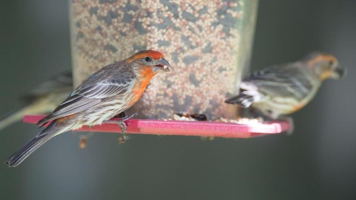 Finches eat from a bird feeder at a Sacramento home. During Presidents Day weekend, the Great Backyard Bird Count attempts to tally birds of all sorts, starting with those in people’s backyards.