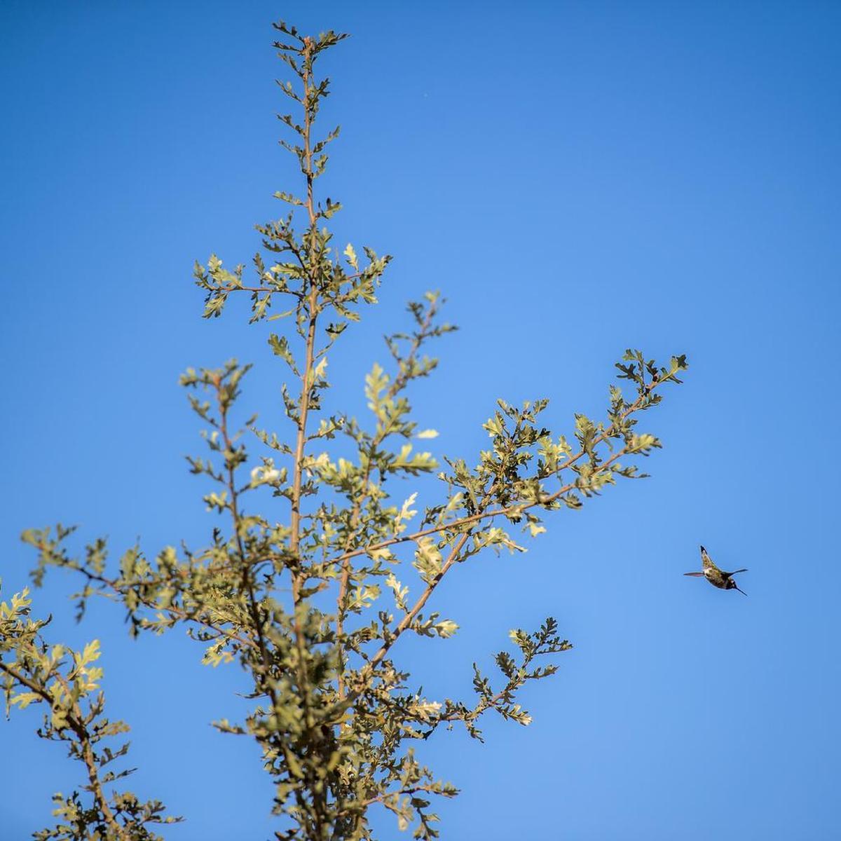 A hummingbird dives from a nearby oak tree into the UC Davis hummingbird garden.