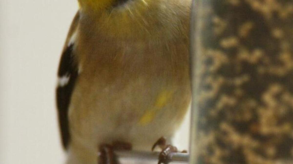 A goldfinch picks seeds out of a bird feeder.
