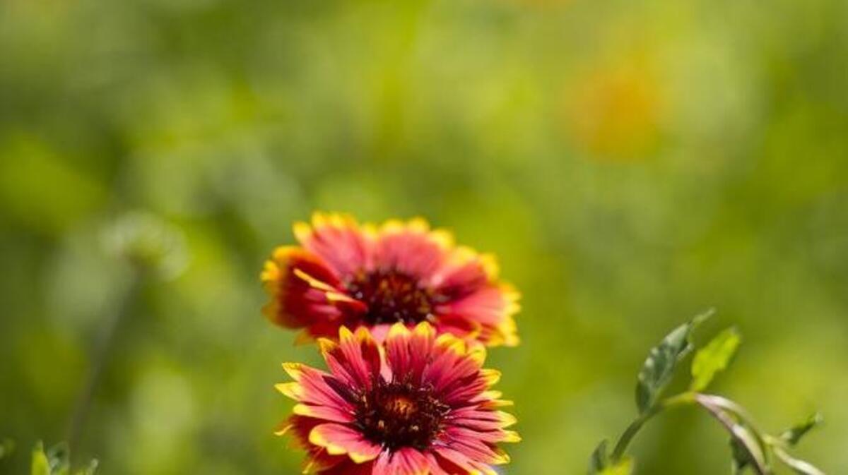 The native plant garden at Lynn Sargent’s home in Carmichael uses little water and is welcoming to local wildlife.