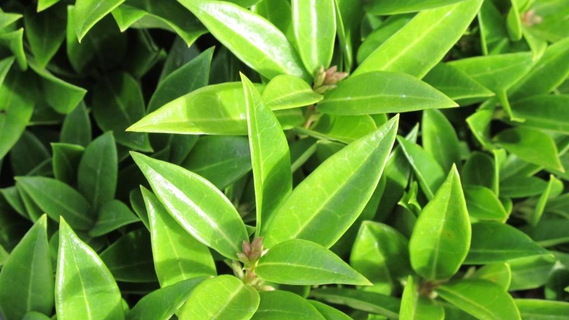 Shade-loving Fragrant Mountain sweet box is an evergreen shrub that also works as a ground cover.