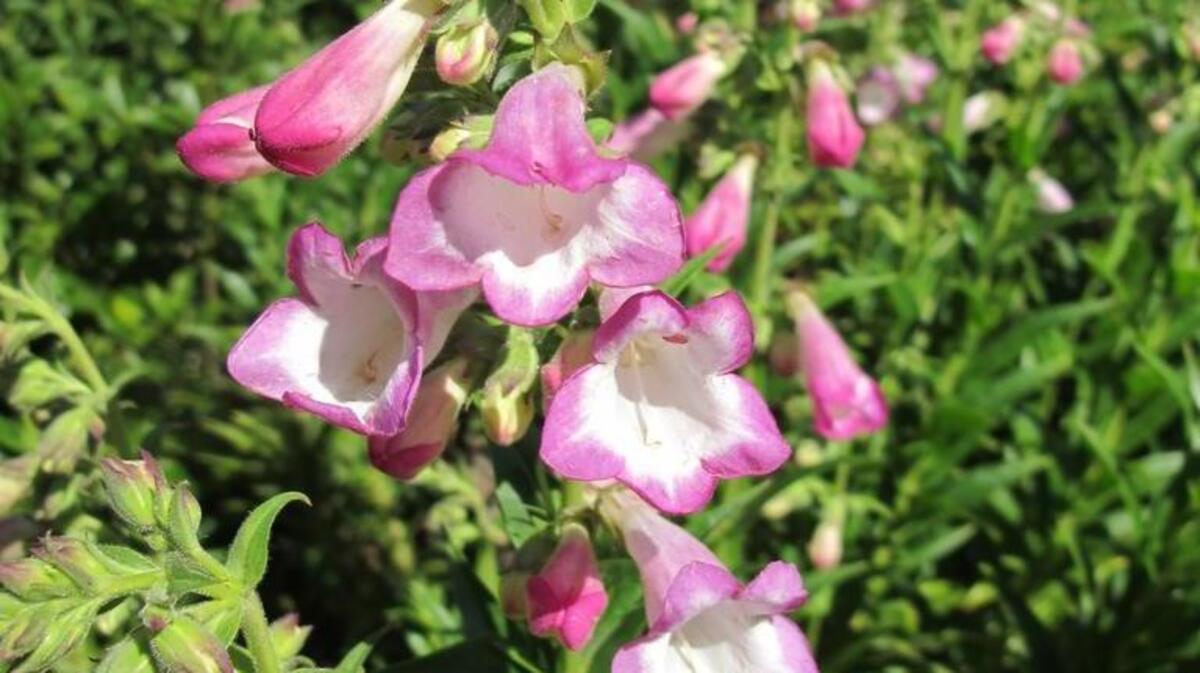 Garden Gems: “Laura” beard tongue, a water-wise penstemon, looks similar to a foxglove and blooms for five months.