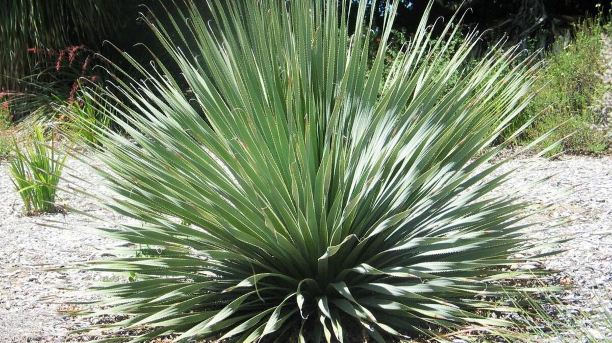 
Desert spoon is native to northern Mexico, but feels right at home in Sacramento. It makes a dramatic focal point in a low-water landscape.
