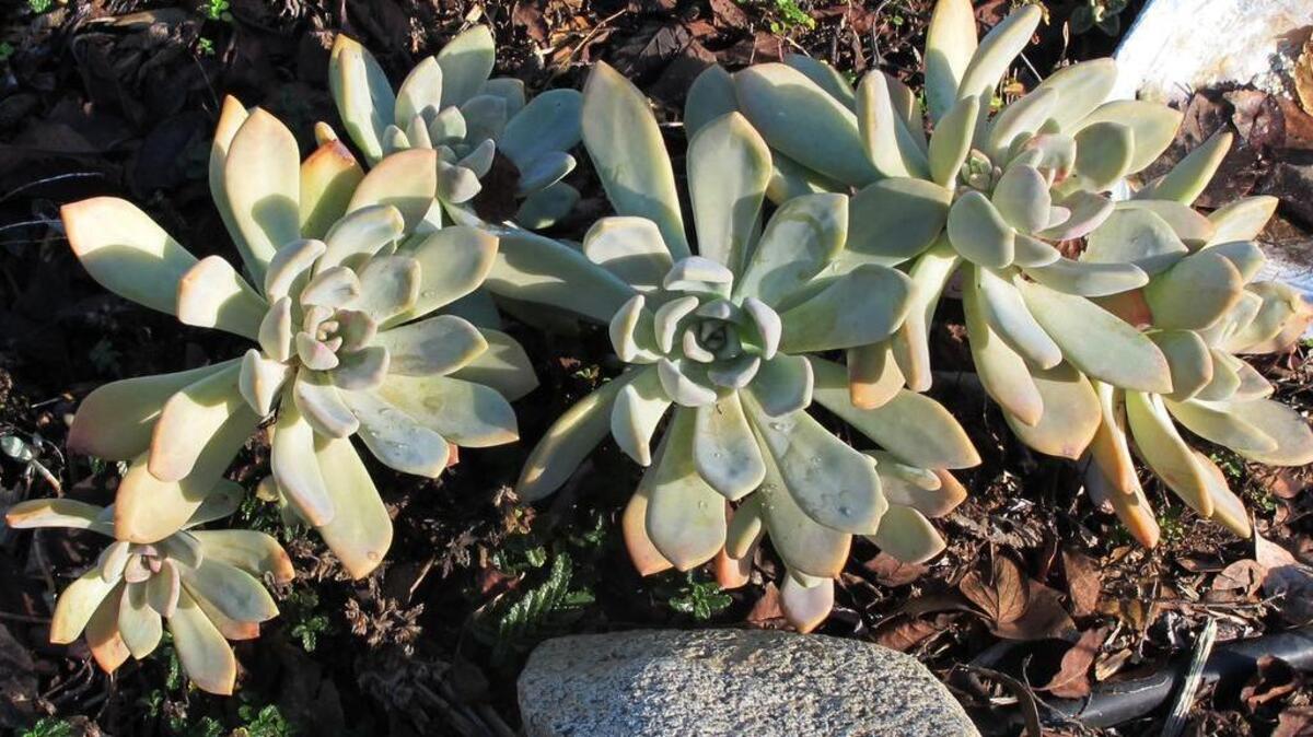 Mother of pearl plant is a handsome shade-loving succulent with rosettes of pale blue foliage.