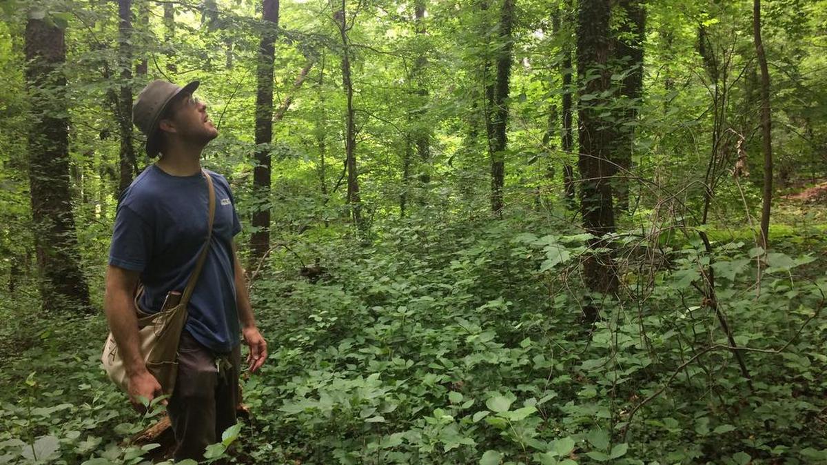 Mushroom hunter Jared Urchek recently surveyed the woodland at the National Arboretum in search of post-rain fungi in Washington, D.C.