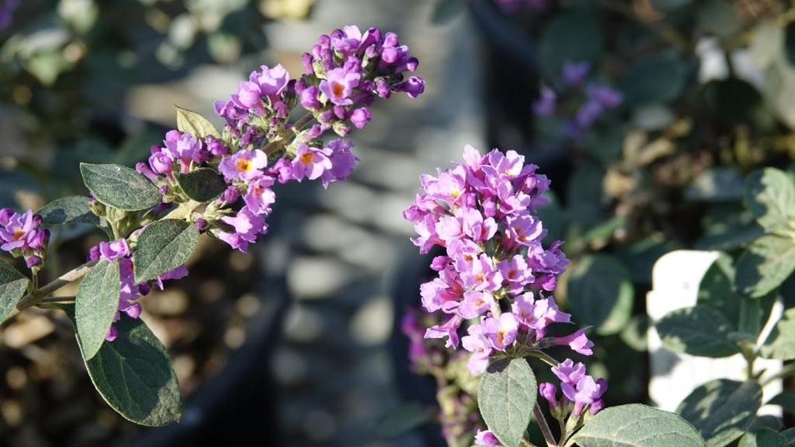 Pollinator Plant List: Blue Chip miniature butterfly bush offers a lot of flower power in a compact shrub.