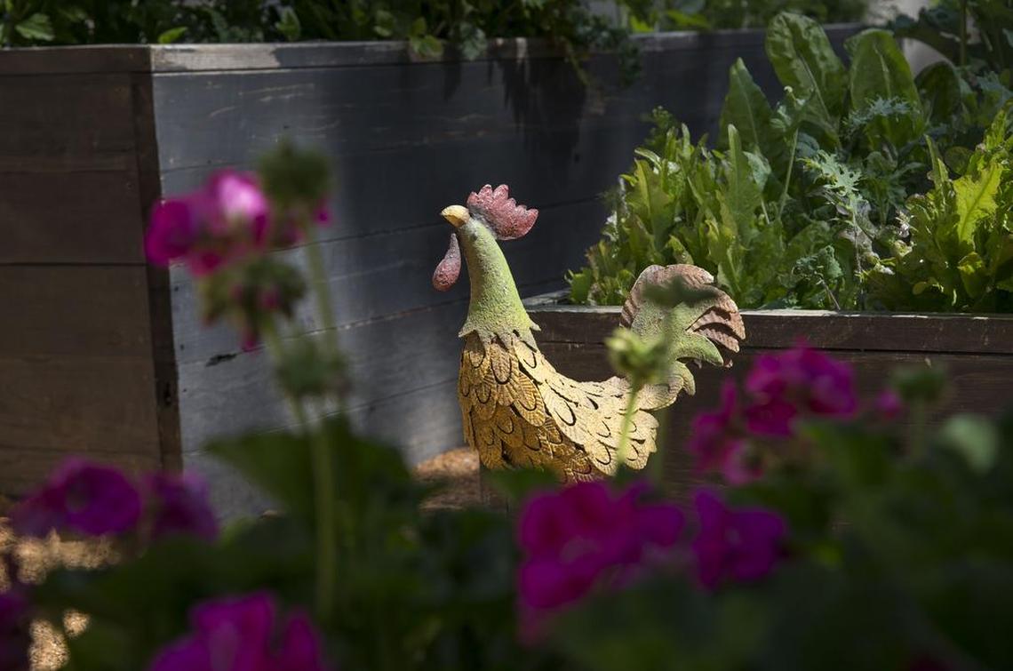 This fun garden sculpture of a rooster stands above flowers in complimentary colors.
