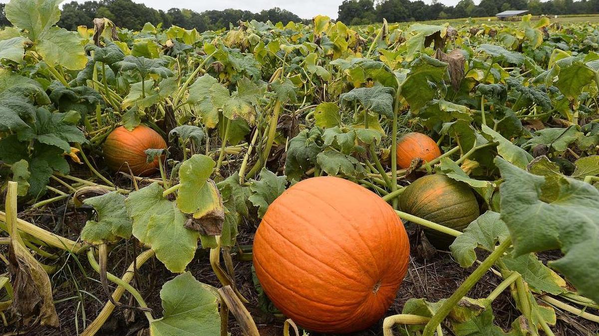 Pumpkins are ripening. Look for one that seems full size for its variety.