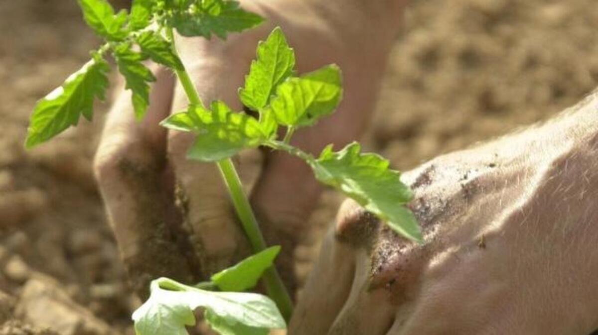 It’s time to set out tomato transplants. As weather warms, those seedlings grow rapidly.