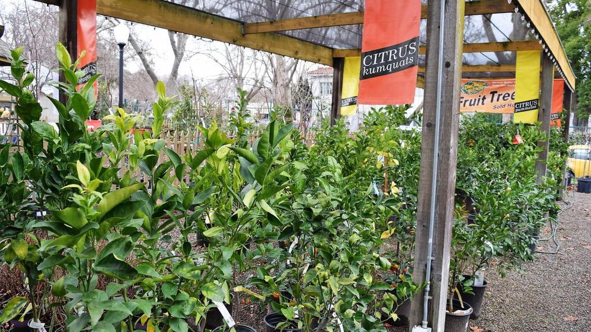 The Greenery Nursery in Turlock sells an array of citrus trees. Choose from dwarf, semi-dwarf or standard plants.