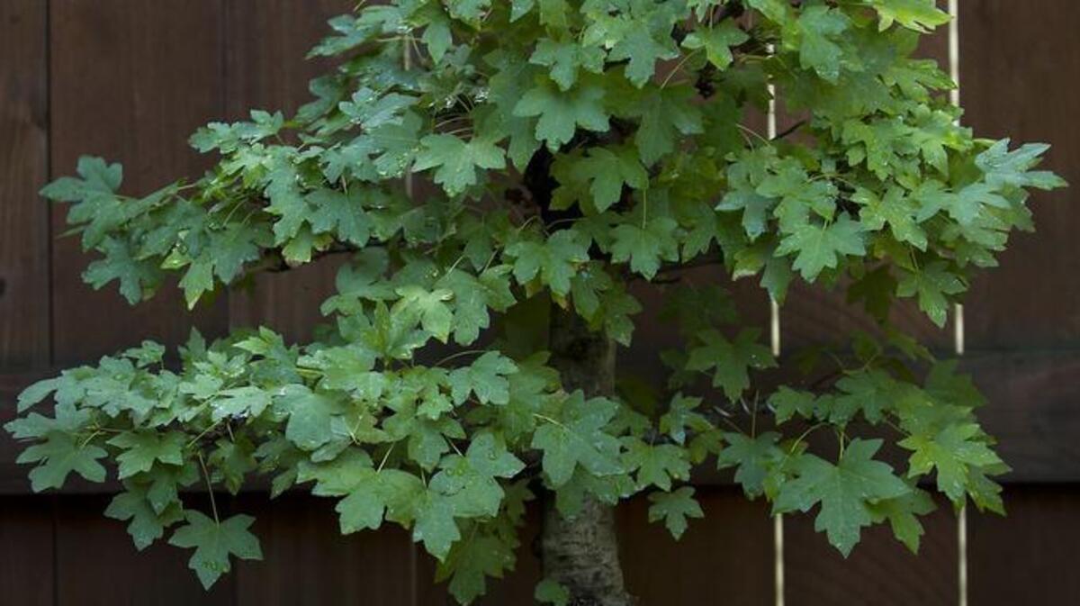 Bonsai trees will be on display this weekend during the Sacramento Bonsai Club’s annual show.