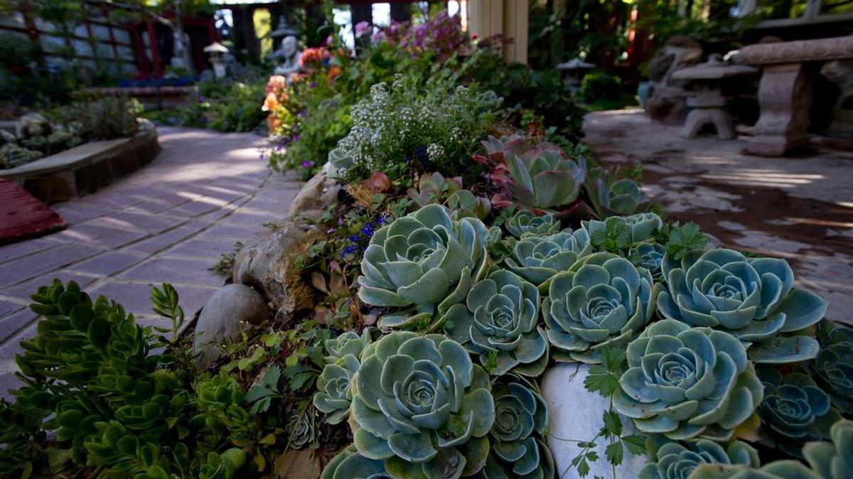 Succulents – like these echeverias in a Davis garden in 2014 – offer a lot to gardeners looking for interesting drought-tolerant plants that can survive extended periods without additional water. Their popularity is traced not only to their potential water savings, but also their space-saving ability; dwarf varieties are ideal for small gardens and containers.