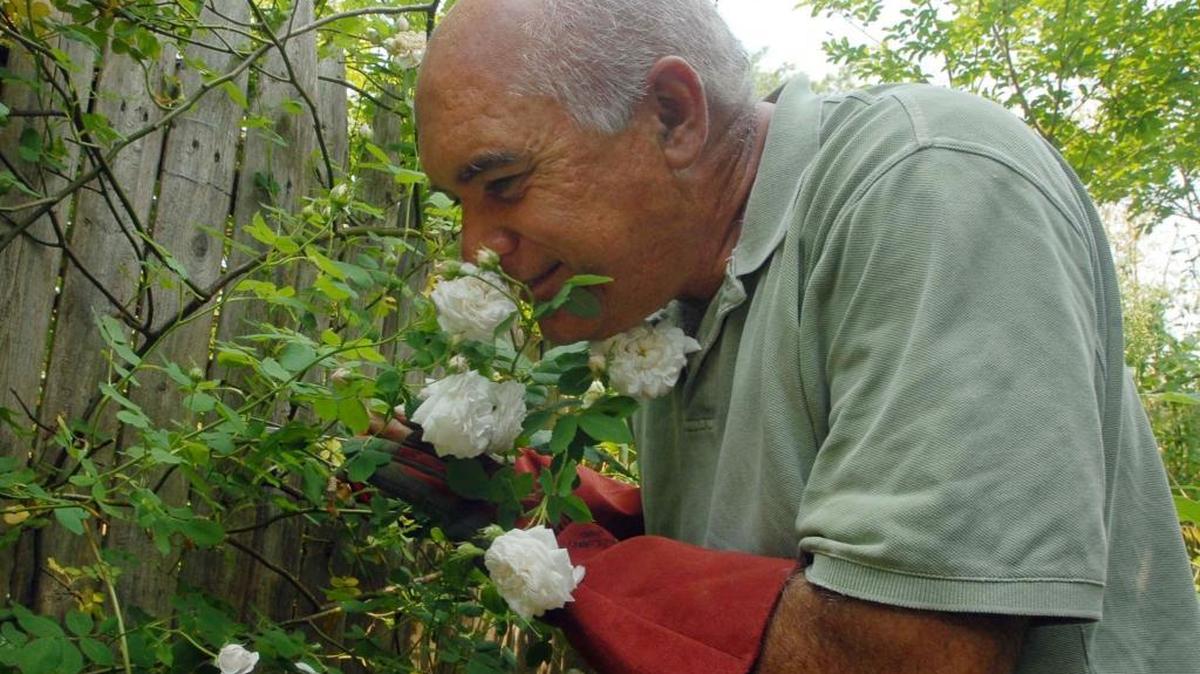Stephen Scanniello smells Madame Plantier, a Victorian variety of rose growing in his New Jersey garden.