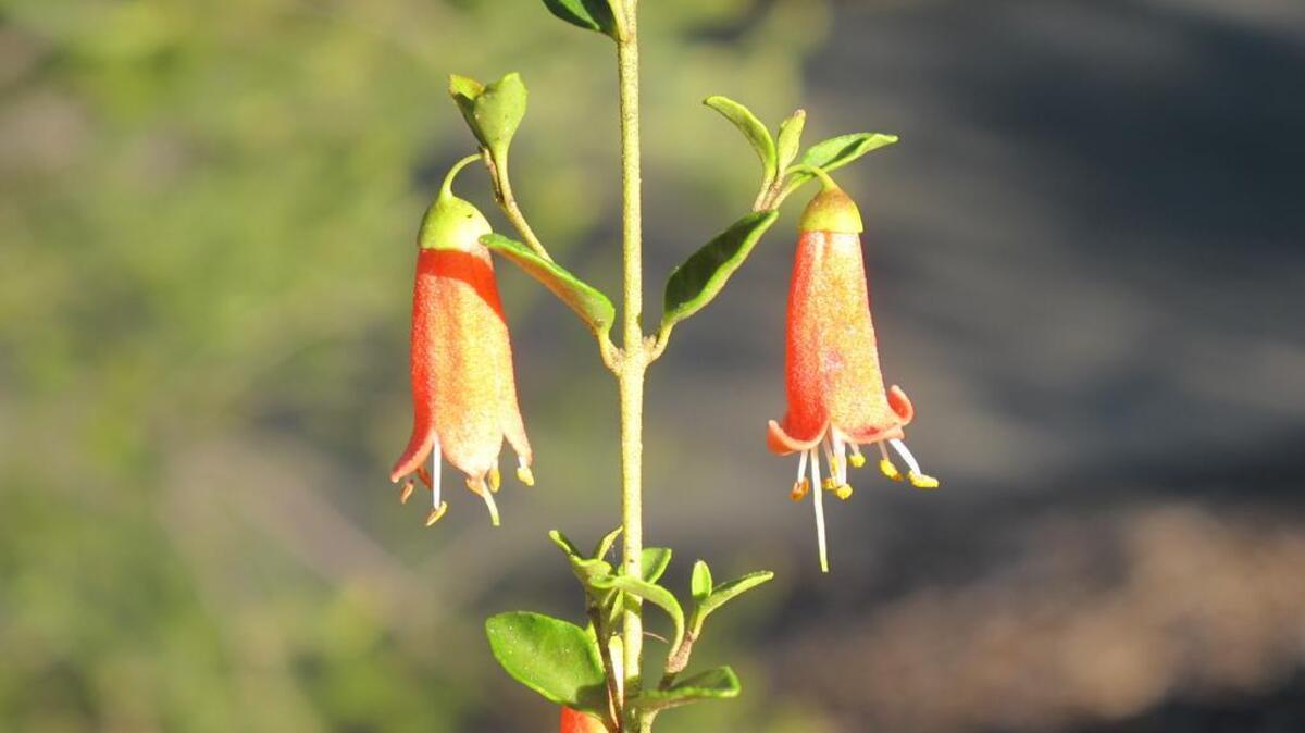 
Arboretum Spotlight: Orange Flame correa is an Australian fuchsia that flowers in the dead of winter.
