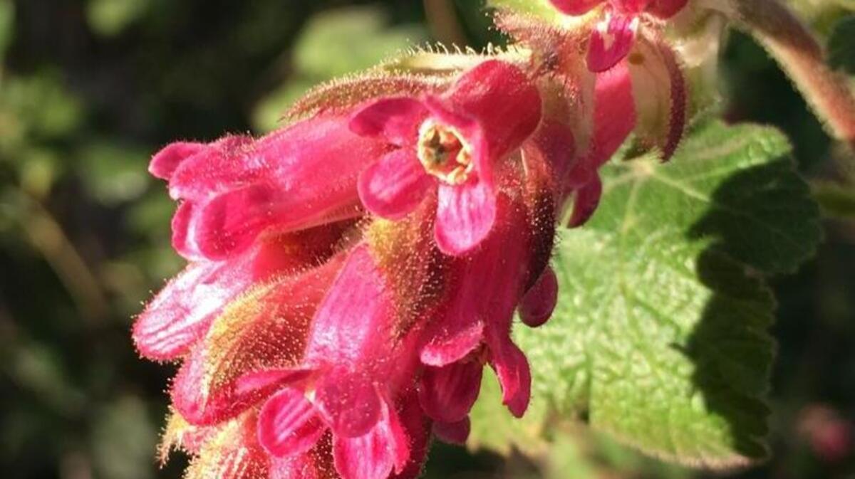 Pollinator Plant List: Montara foothill currant provides nectar to hummingbirds in late winter and early spring.