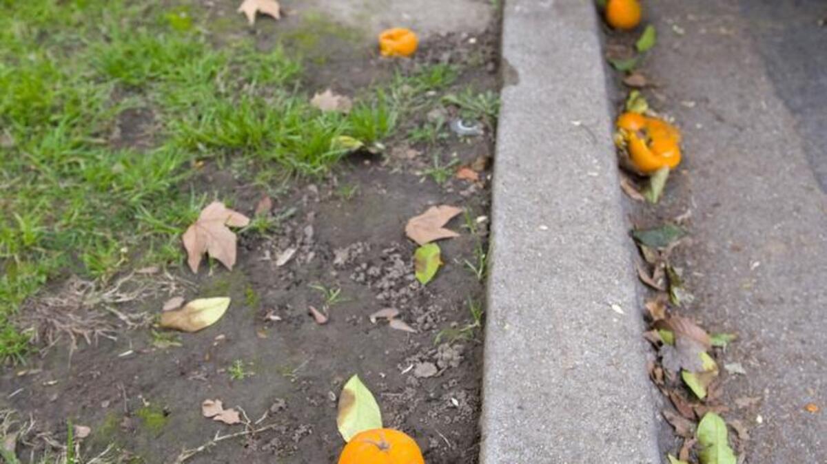 
Oranges that fell from trees litter the curbside along P Street.
