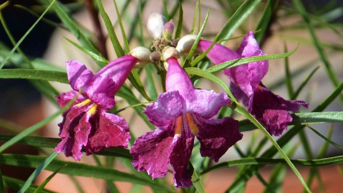 Arboretum Spotlight: Desert willow offers beautiful tropical-looking flowers from early summer to frost.