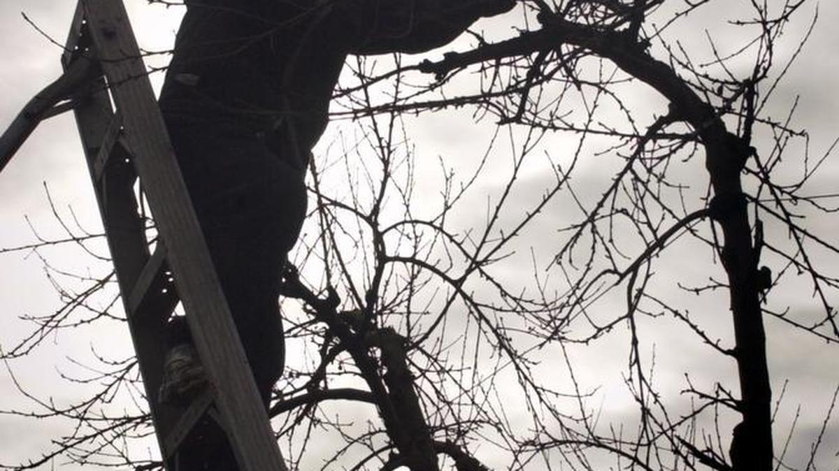 A worker prunes a peach tree near Oakdale.