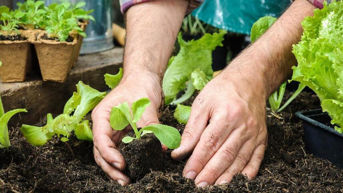 Now is the time to plant your cool-weather vegetables.