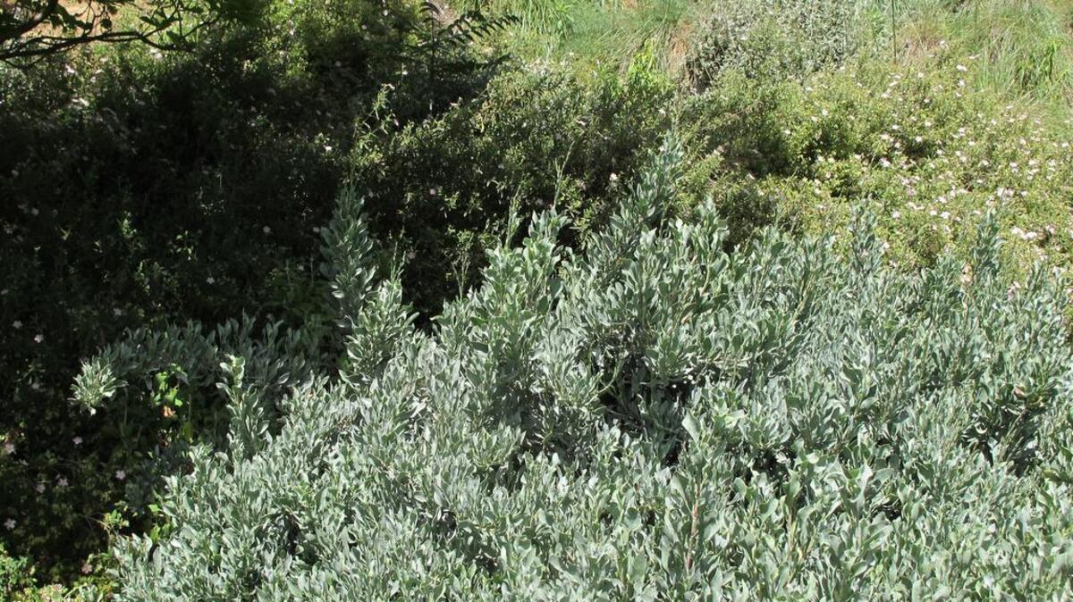 Shrubby statice is a Mediterranean native that’s well-suited to low-water gardens.