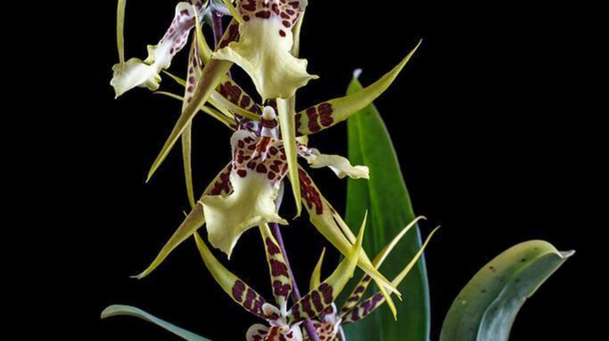Explore the world of orchids during a class at Relles Florist.