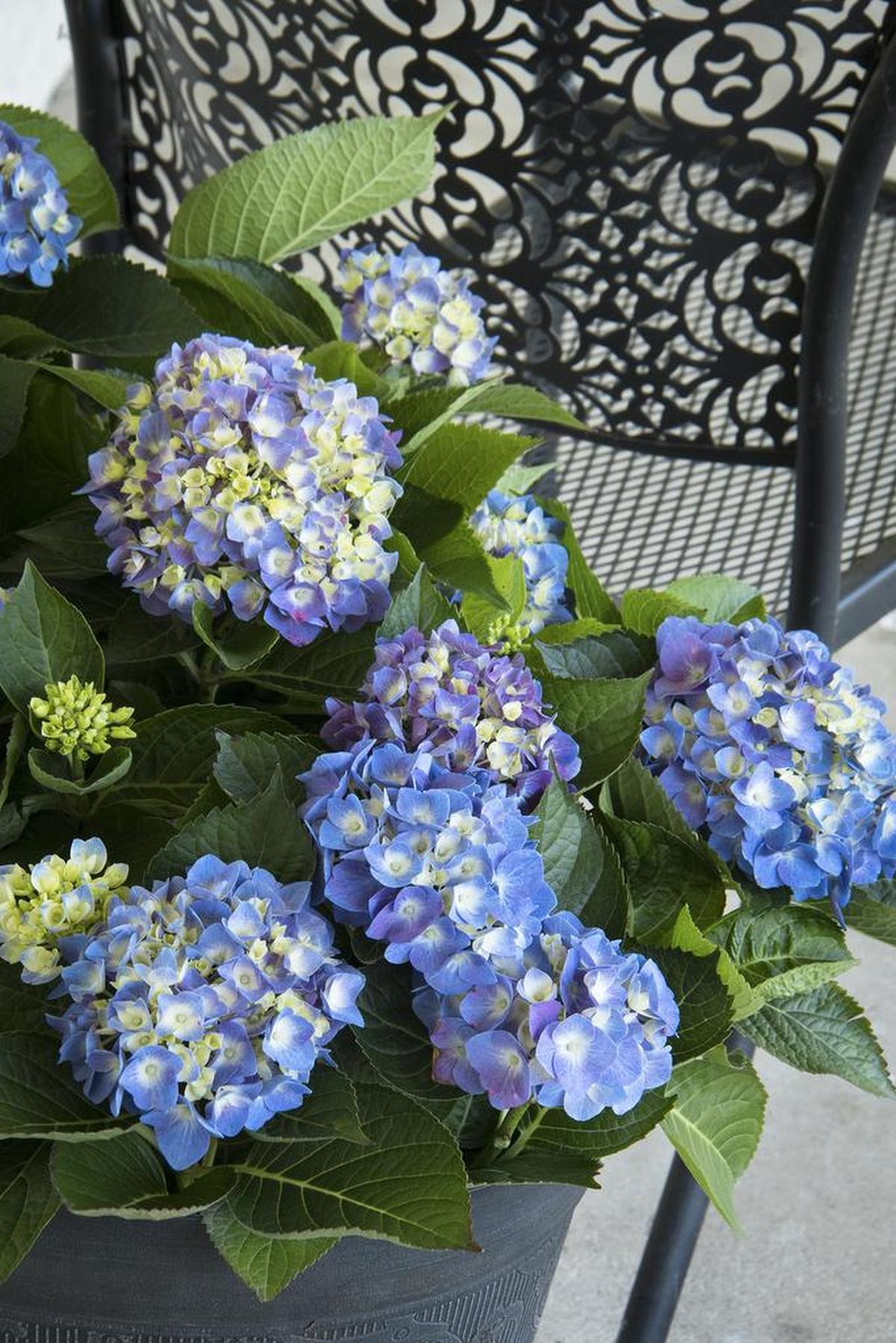 Do not prune the old-fashioned mop-head hydrangeas (Hydrangea macrophylla) this month or you could be cutting off future flower buds because the common hydrangea blooms on 2-year-old wood.