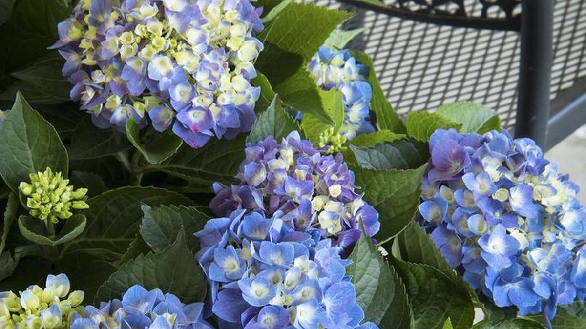 Cape Cod hydrangeas are naturally dwarfed for compact spaces and containers.