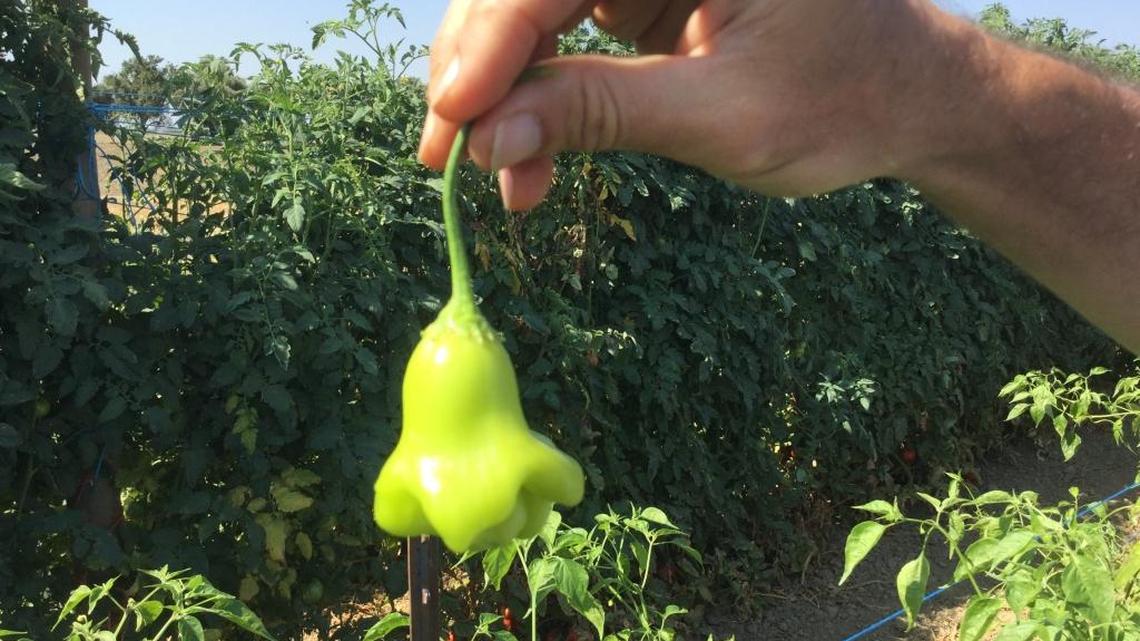 How will gardeners remember 2017?