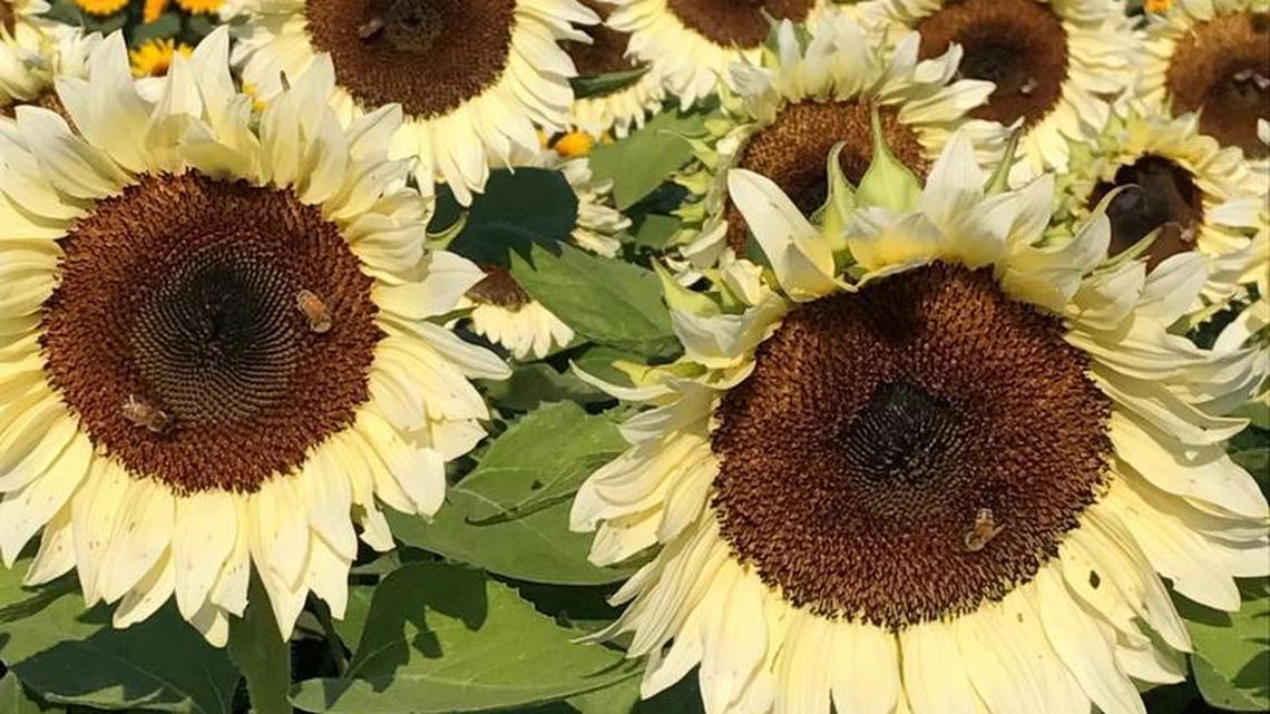 These rare white sunflowers, hailing from Woodland, will turn heads