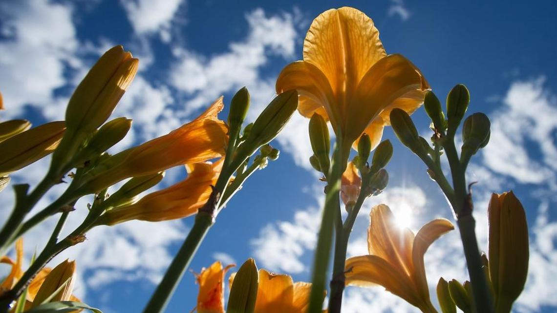October is a great time to transplant shrubs and perennials such as daylilies and peonies