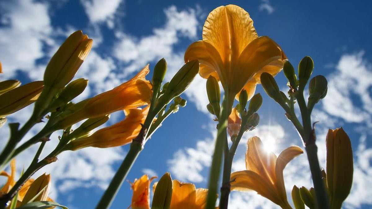 “Viracocha” Daylillies in bloom. The easiest way to divide a perennial like day lily with entangled roots is to dig and lift the entire clump from the soil. Next use a small saw -- like the type used for cutting sheet rock -- to saw through the clump.