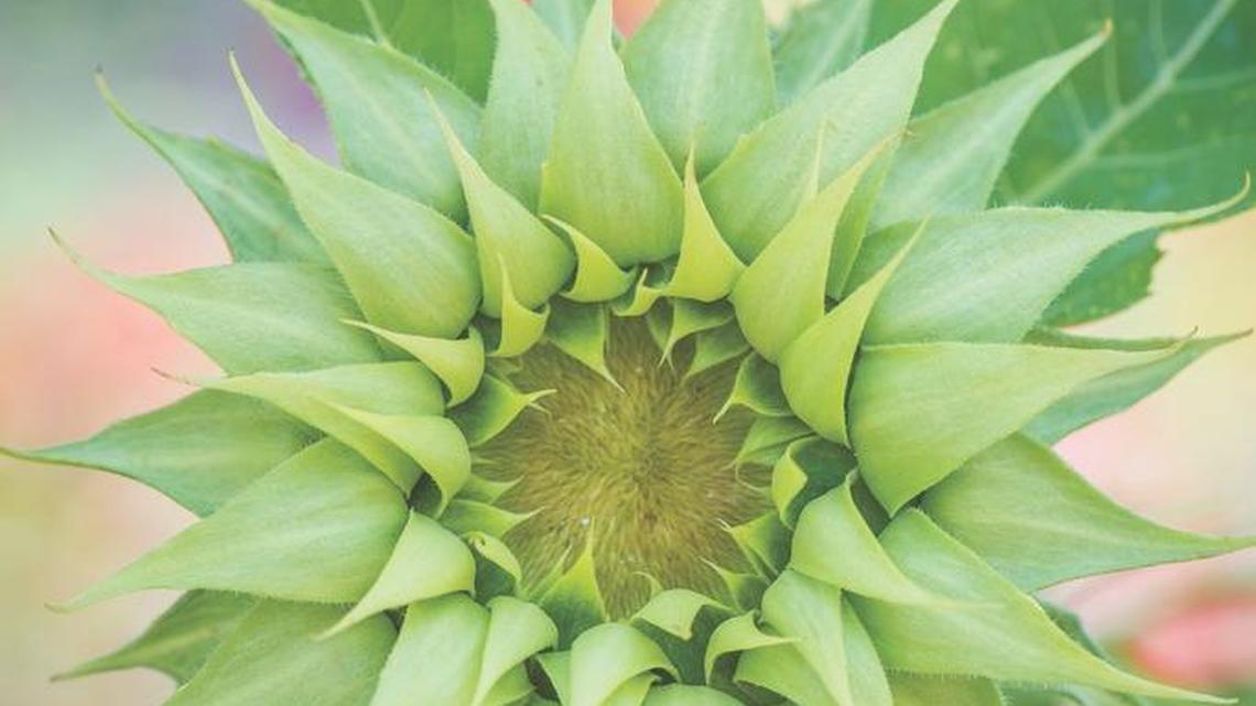 What’s coming in 2018? Crazy good tomatoes and sunflowers