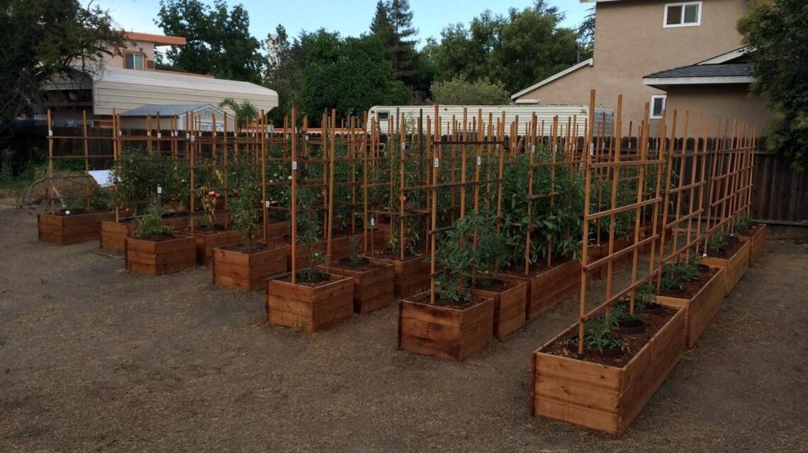 Late tomato guru Chuck Rickard sought out the best of the red