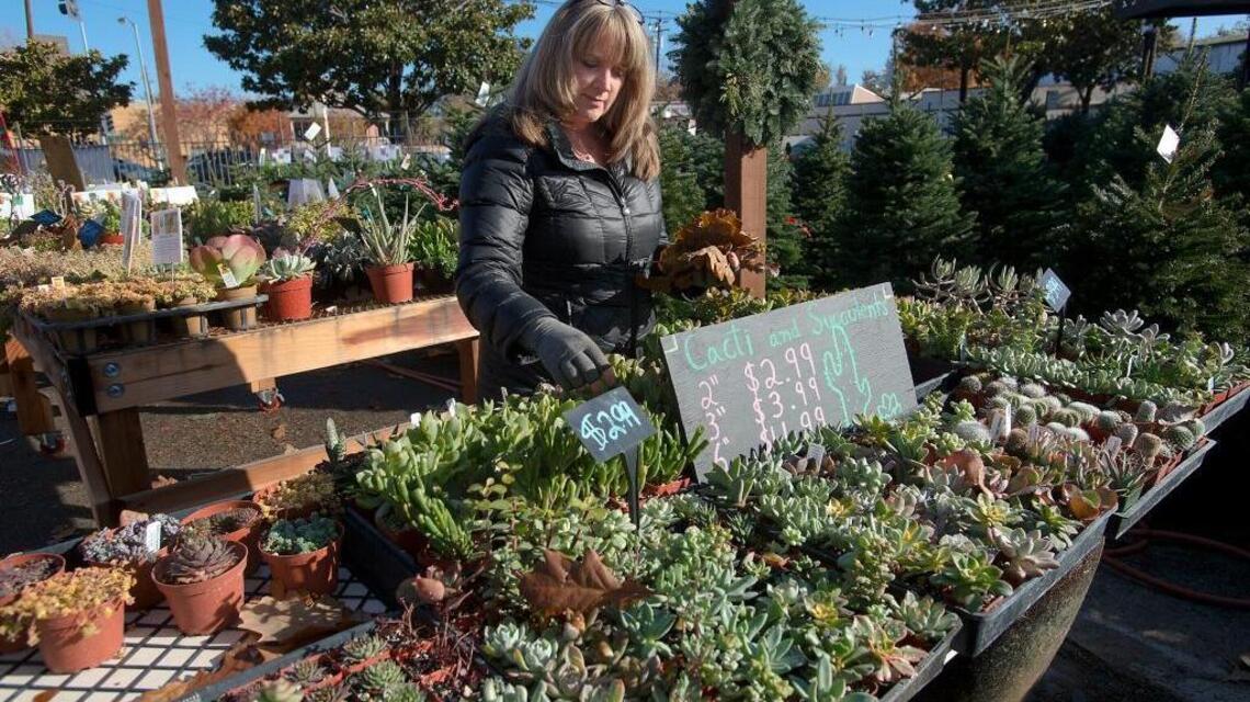 Seeds: New urban nursery sprouts in Oak Park