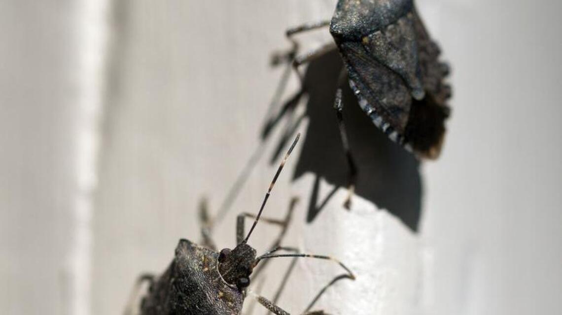 Seeds: Brown marmorated stink bugs seeking cozy winter homes