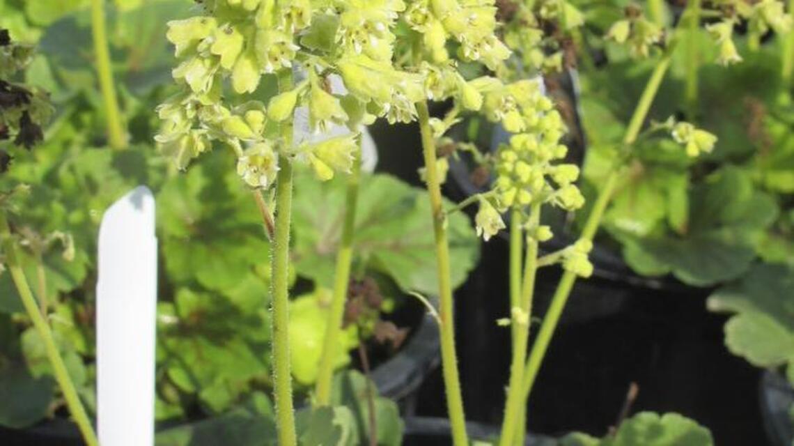 ‘Garden Gems’ add sparkle to water-wise landscapes