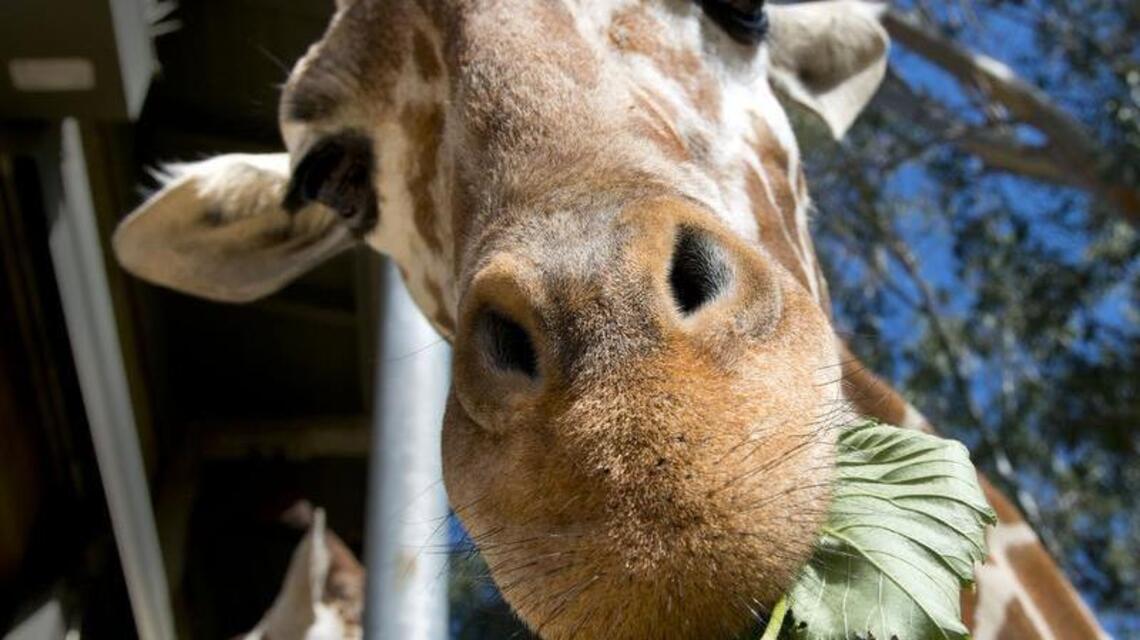 Seeds: When pruning, think about feeding Sacramento Zoo’s animals