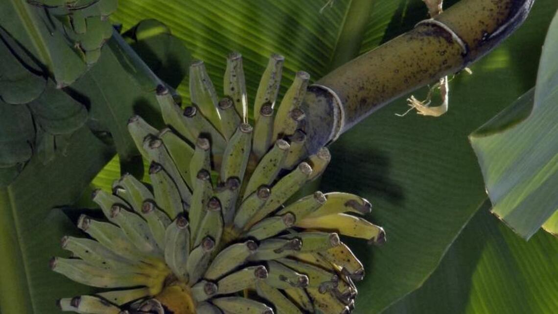 Banana man challenges nature with his home-grown fruit
