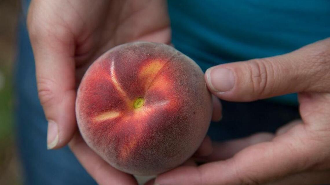 For peach growers, summer rain brings unexpected problem