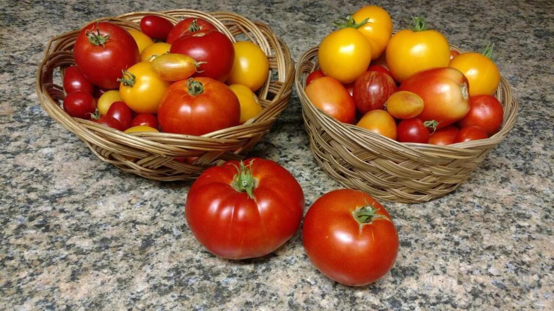 Head-scratching summer in the city of tomato farmers