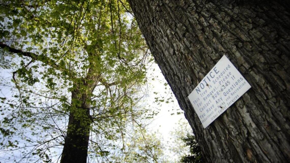 Look out for trees. Urban forest advocates ask people to help