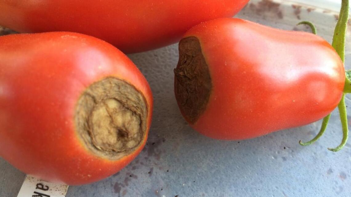 Don’t boil tomatoes alive! Why not to water when it’s hottest