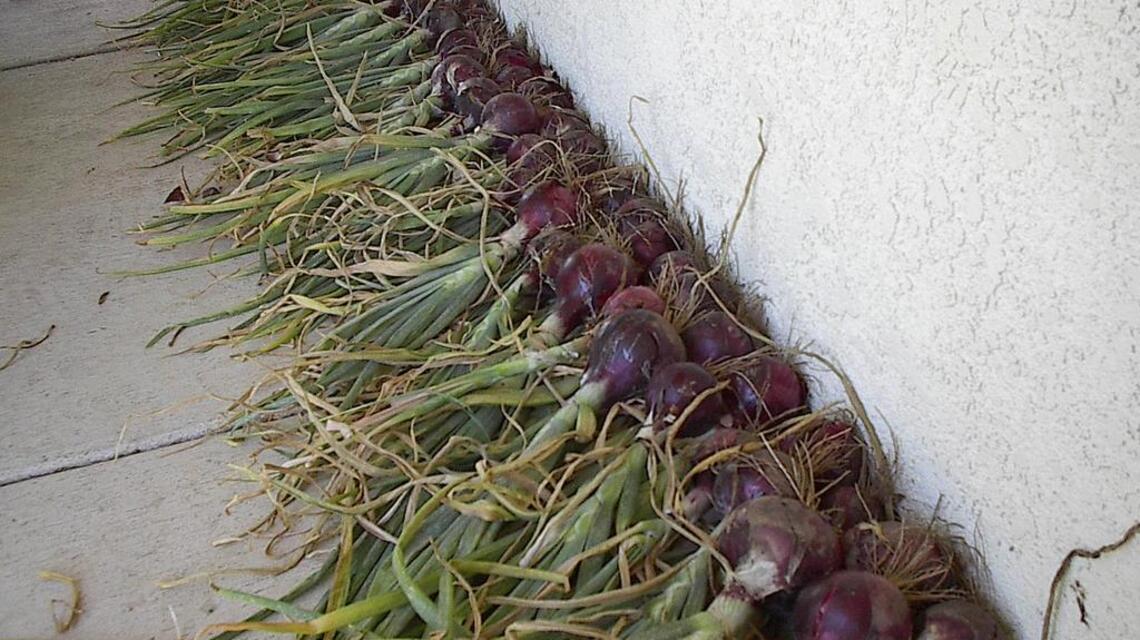 Seeds: Gardeners show their resilience in face of drought