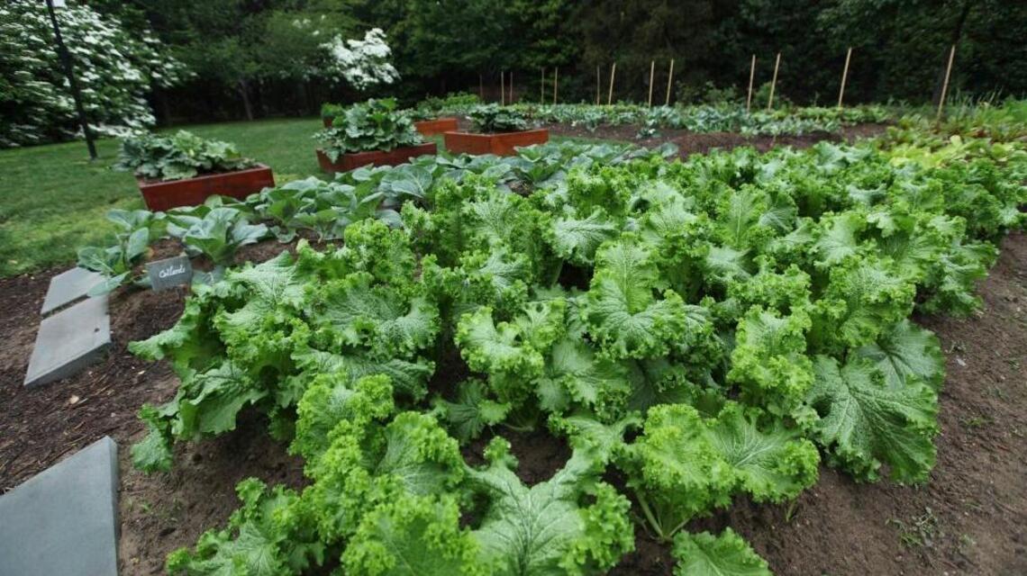 Will first lady Melania Trump OK first beets for White House Kitchen Garden?